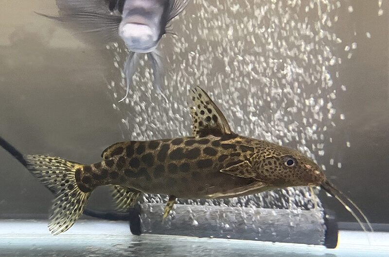 シノドンティス プレウロプス